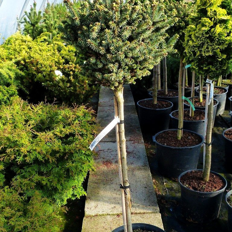 Blaue Zwerg-Fichte 'Cecilia' (Picea glauca)