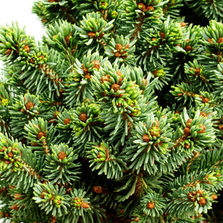 Blaue Zwerg-Fichte 'Cecilia' (Picea glauca)