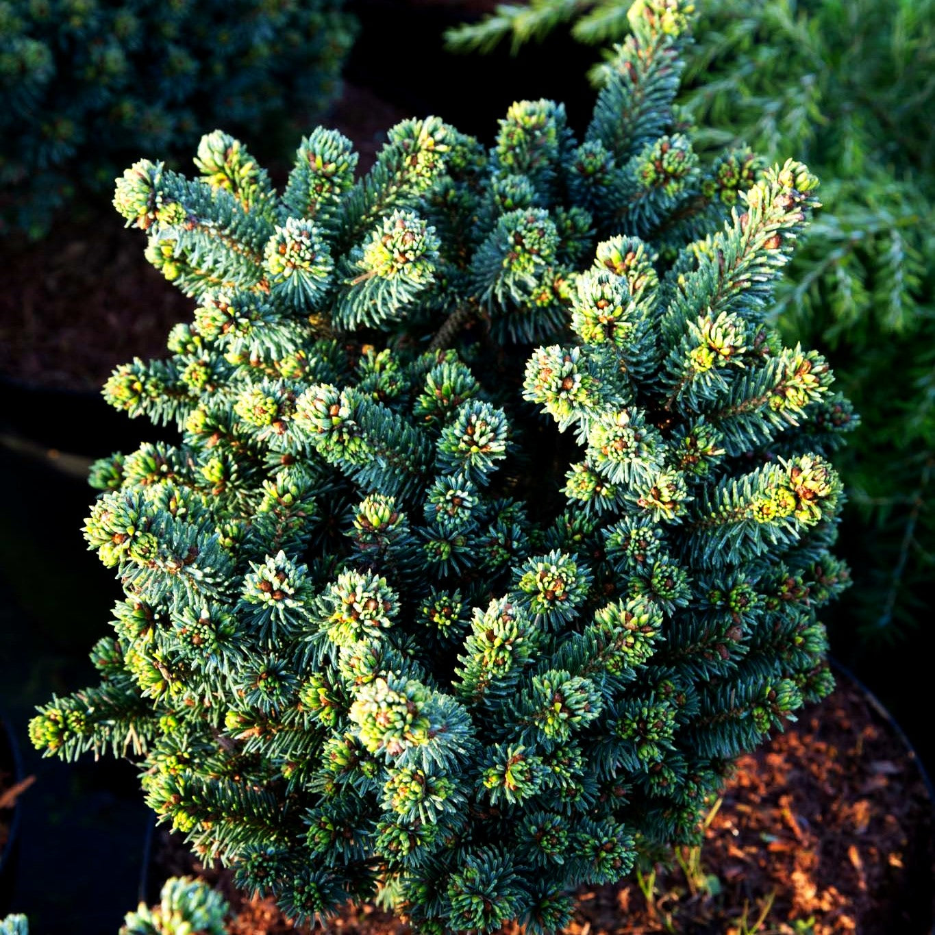 Blaue Zwerg-Fichte 'Cecilia' (Picea glauca)