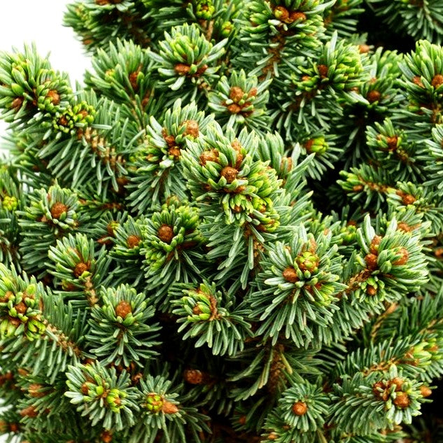 Blaue Zwerg-Fichte 'Cecilia' (Picea glauca)