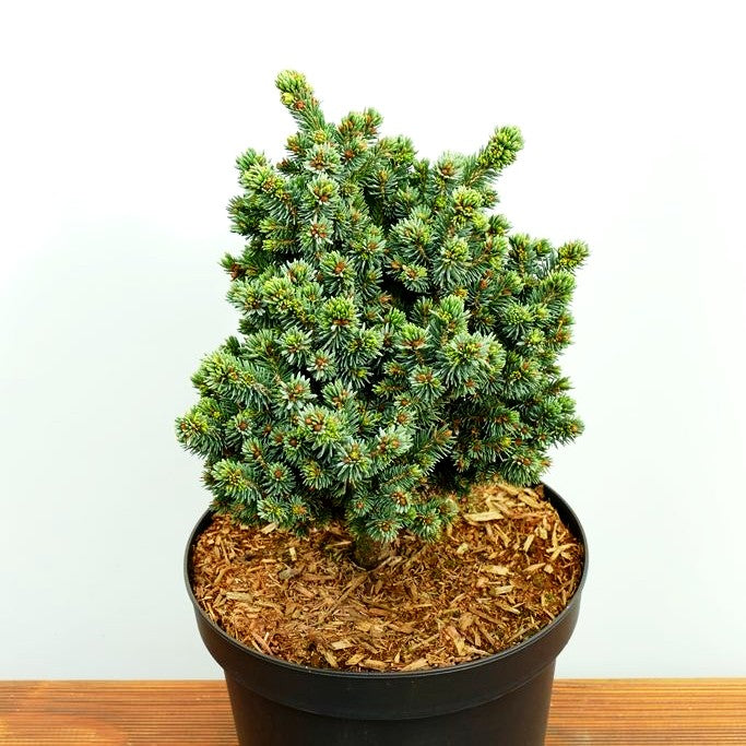 Blaue Zwerg-Fichte 'Cecilia' (Picea glauca)