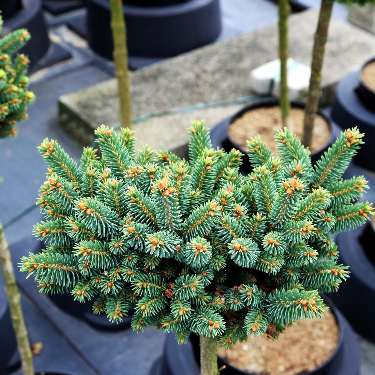 Blaue Zwerg-Fichte 'Cecilia' (Picea glauca)