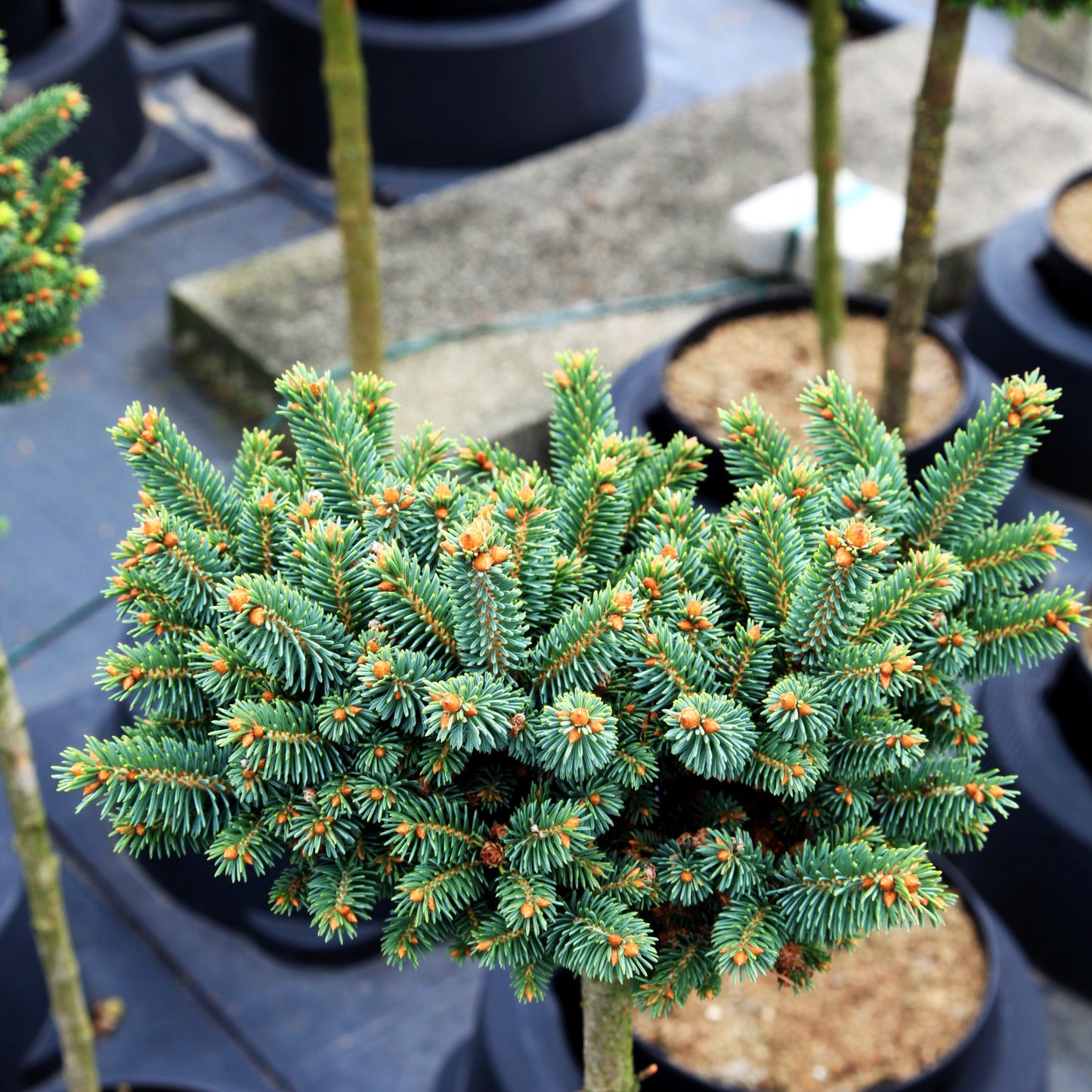 Blaue Zwerg-Fichte 'Cecilia' (Picea glauca)