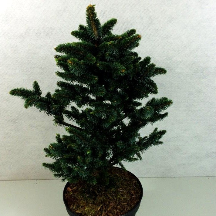 Blaue Zwerg-Fichte 'Cecilia' (Picea glauca)