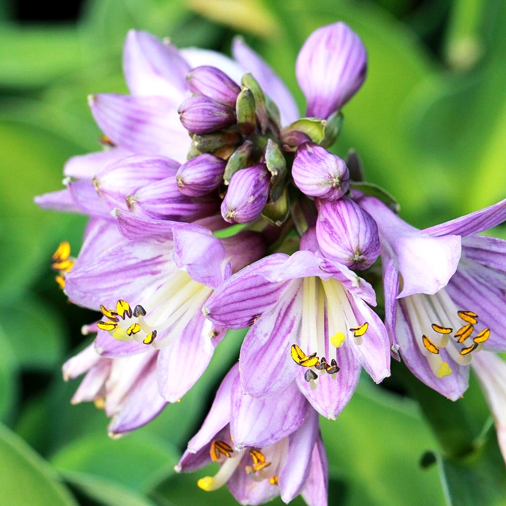 Blaue Zwerg-Funkie 'Blue Mouse Ears' (Hosta tokudama)