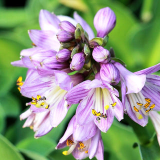 Blaue Zwerg-Funkie 'Blue Mouse Ears' (Hosta tokudama)