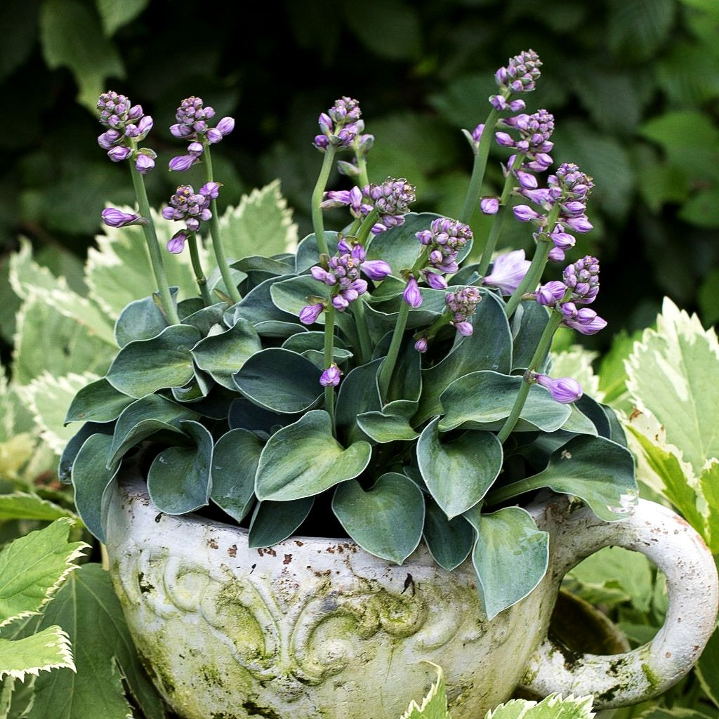 Blaue Zwerg-Funkie 'Blue Mouse Ears' (Hosta tokudama)