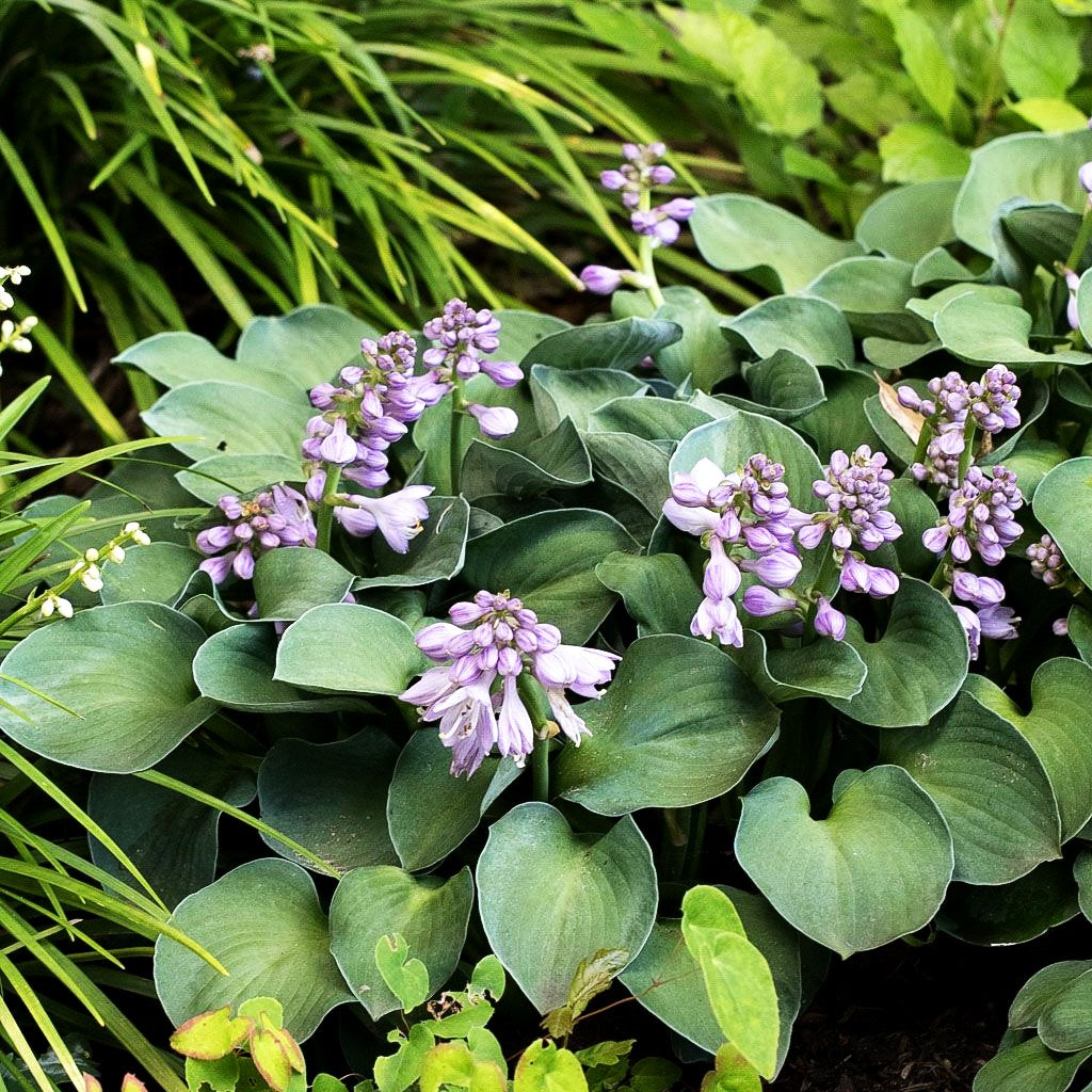 Blaue Zwerg-Funkie 'Blue Mouse Ears' (Hosta tokudama)