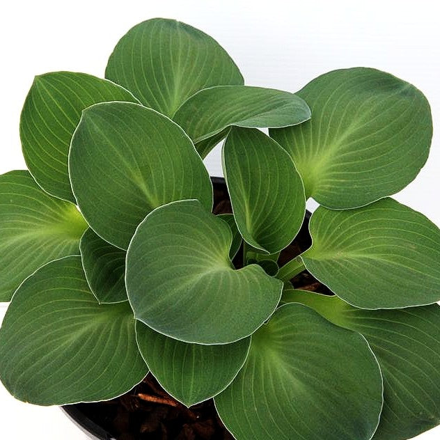 Blaue Zwerg-Funkie 'Blue Mouse Ears' (Hosta tokudama)