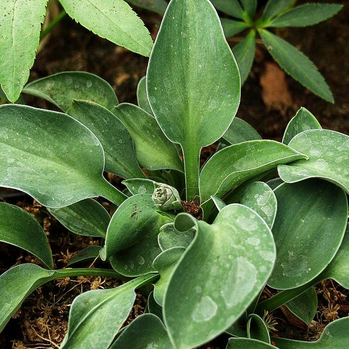 Blaue Zwerg-Funkie 'Blue Mouse Ears' (Hosta tokudama)