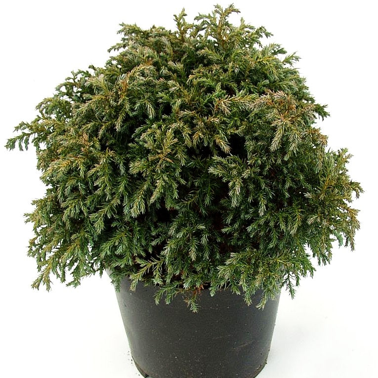 Blaue Zwerg-Scheinzypresse 'Baby Blue' (Chamaecyparis pis.)