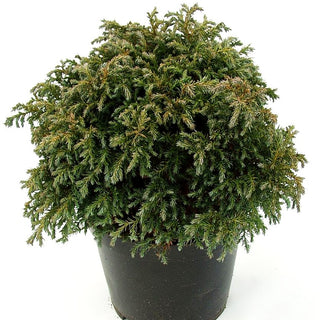 Blaue Zwerg-Scheinzypresse 'Baby Blue' (Chamaecyparis pis.)