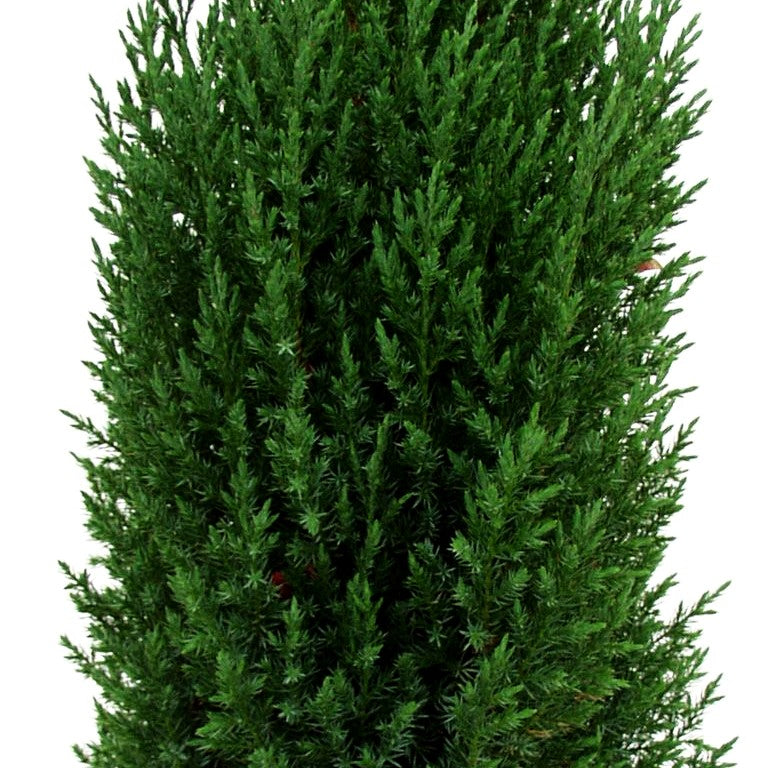 Blauer Kegel-Wacholder 'Stricta' (Juniperus chin.)