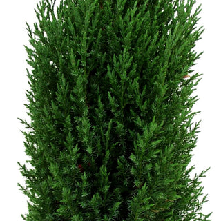 Blauer Kegel-Wacholder 'Stricta' (Juniperus chin.)
