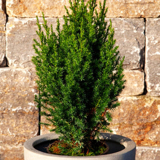 Blauer Kegel-Wacholder 'Stricta' (Juniperus chin.)