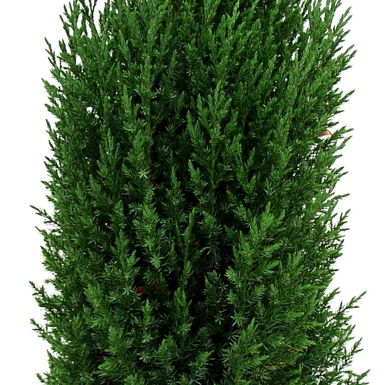 Blauer Kegel-Wacholder 'Stricta' (Juniperus chin.)