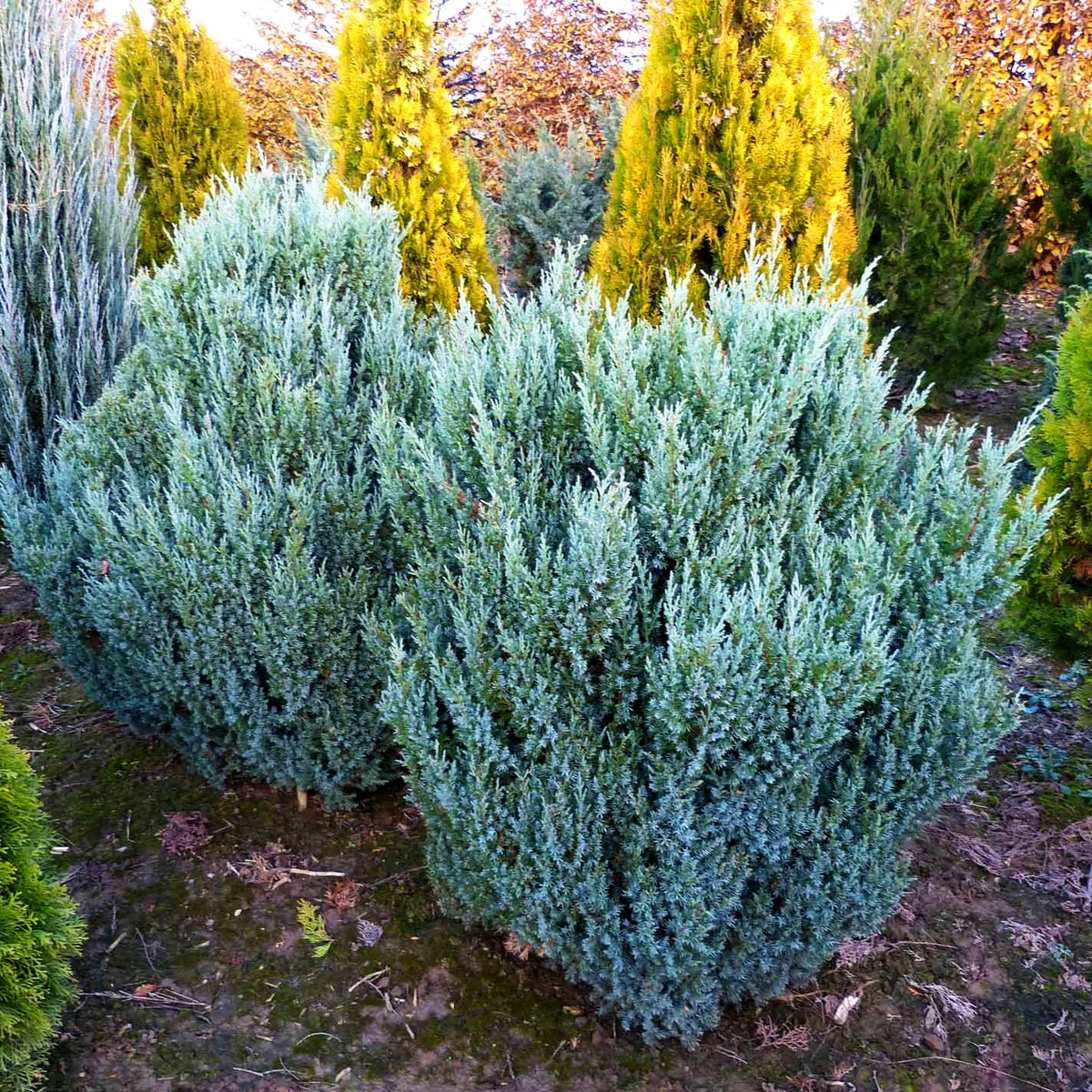 Blauer Kegel-Wacholder 'Stricta' (Juniperus chin.)