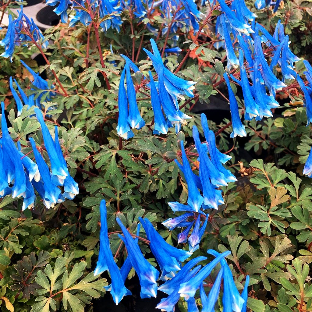 Blauer Lerchensporn 'Blue Heron' (Corydalis curviflora rosthornii)