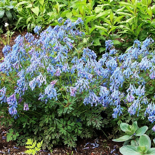 Blauer Lerchensporn 'Blue Heron' (Corydalis curviflora rosthornii)