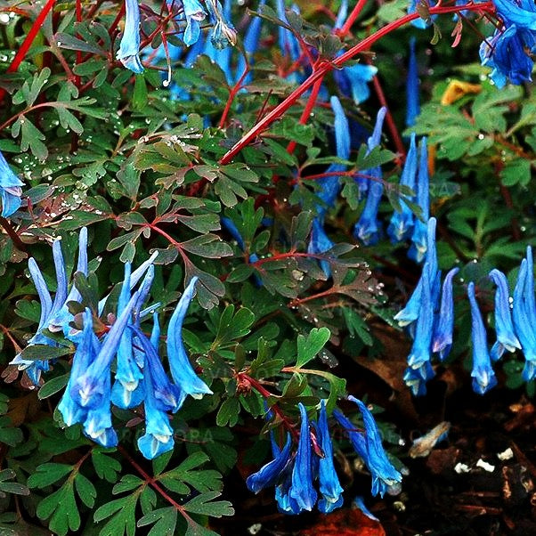 Blauer Lerchensporn 'Blue Heron' (Corydalis curviflora rosthornii)