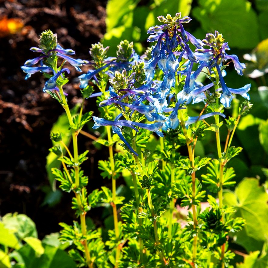 Blauer Lerchensporn (Corydalis calycosa)