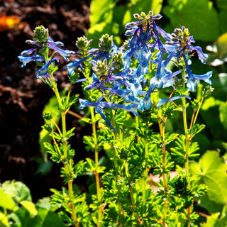 Blauer Lerchensporn (Corydalis calycosa)