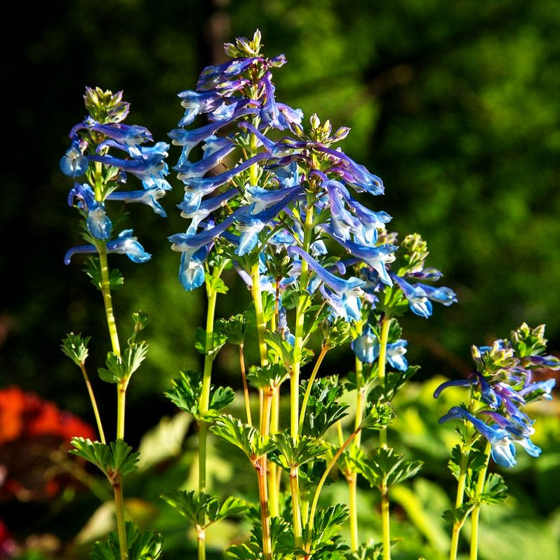 Blauer Lerchensporn (Corydalis calycosa)