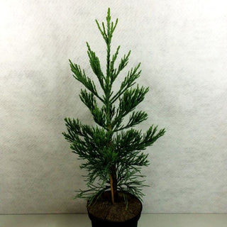Blauer Mammutbaum 'Glaucum' (Sequoiadendron gigant.)