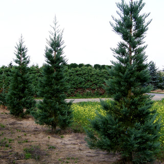 Blauer Mammutbaum 'Glaucum' (Sequoiadendron gigant.)