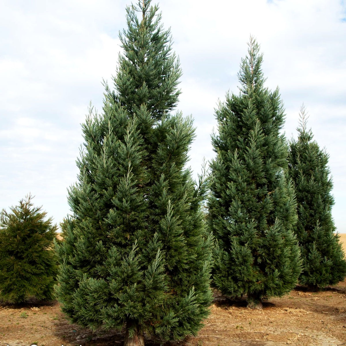 Blauer Mammutbaum 'Glaucum' (Sequoiadendron gigant.)