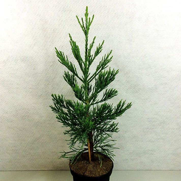 Blauer Mammutbaum 'Glaucum' (Sequoiadendron gigant.)