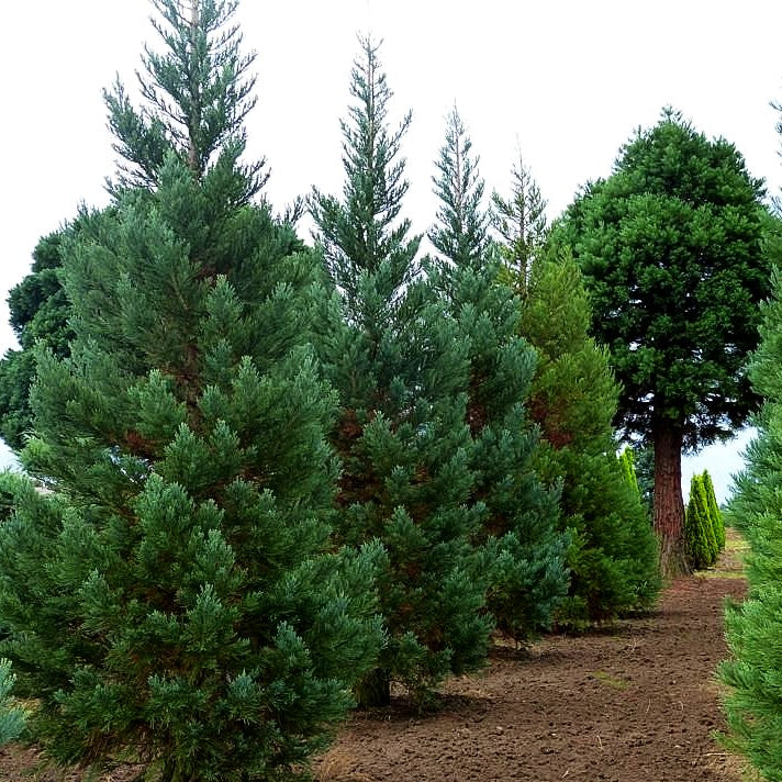 Blauer Mammutbaum 'Glaucum' (Sequoiadendron gigant.)