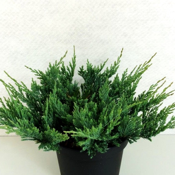 Blauer Teppich-Wacholder 'Blue Chip' (Juniperus horizontalis)