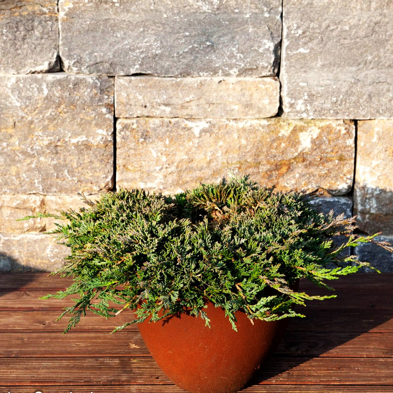 Blauer Teppich-Wacholder 'Glauca' (Juniperus horizontalis)