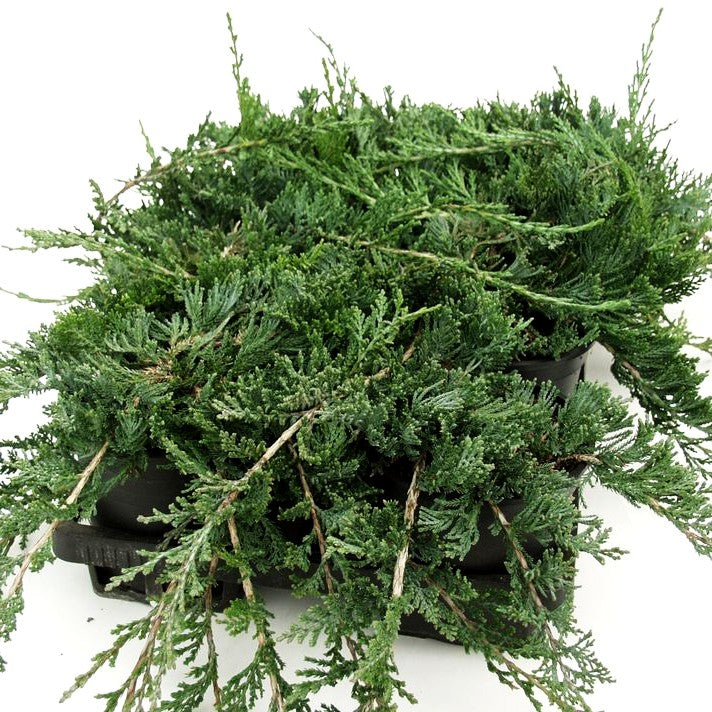 Blauer Teppich-Wacholder 'Glauca' (Juniperus horizontalis)