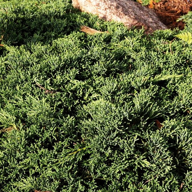 Blauer Teppich-Wacholder 'Icee Blue' (Juniperus horizontalis)