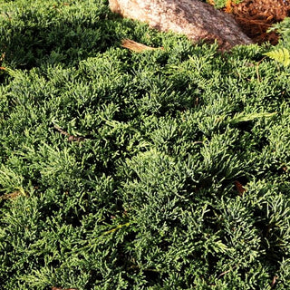 Blauer Teppich-Wacholder 'Icee Blue' (Juniperus horizontalis)