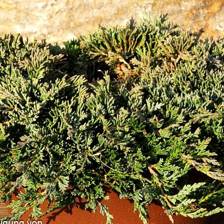 Blauer Teppich-Wacholder 'Icee Blue' (Juniperus horizontalis)