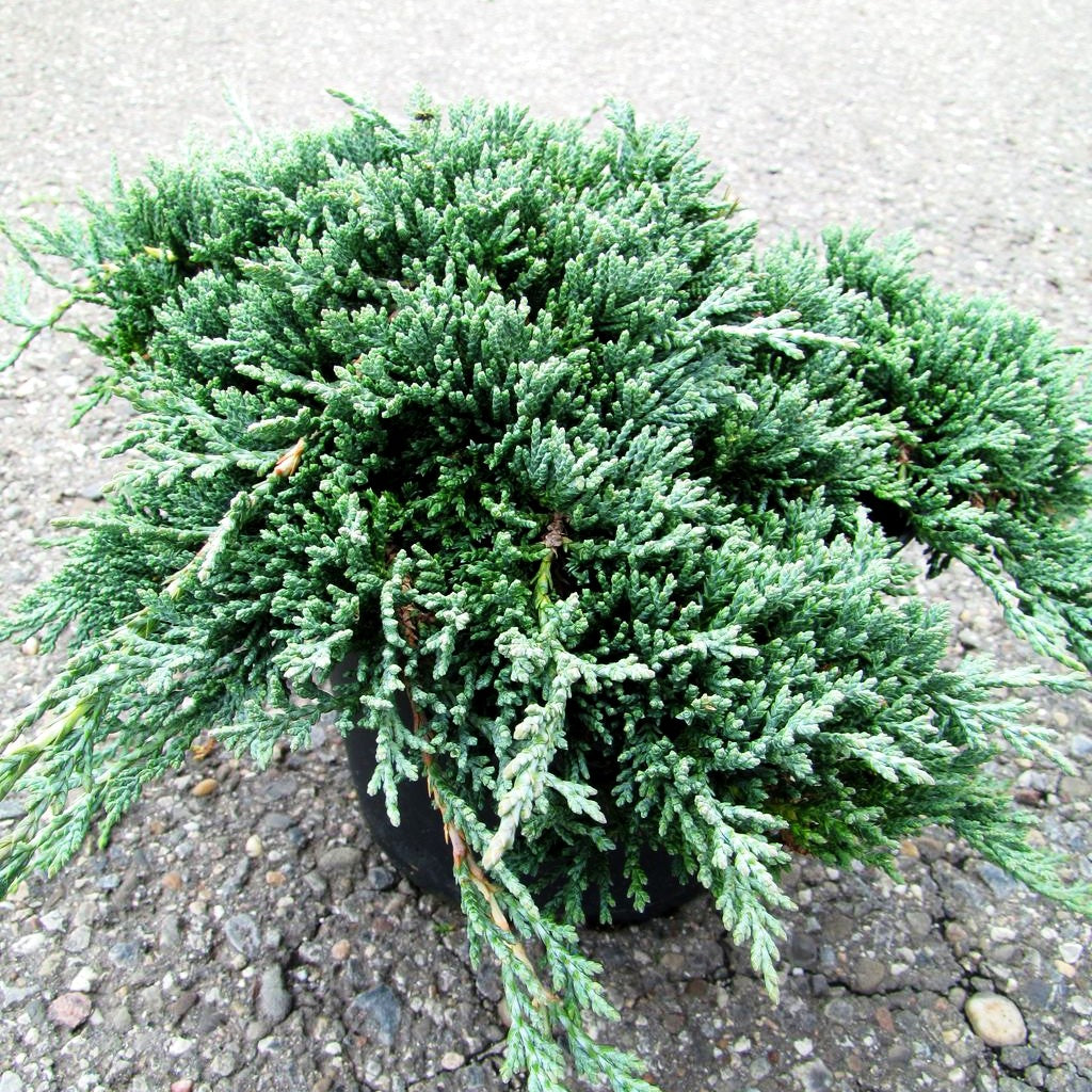 Blauer Teppich-Wacholder 'Icee Blue' (Juniperus horizontalis)