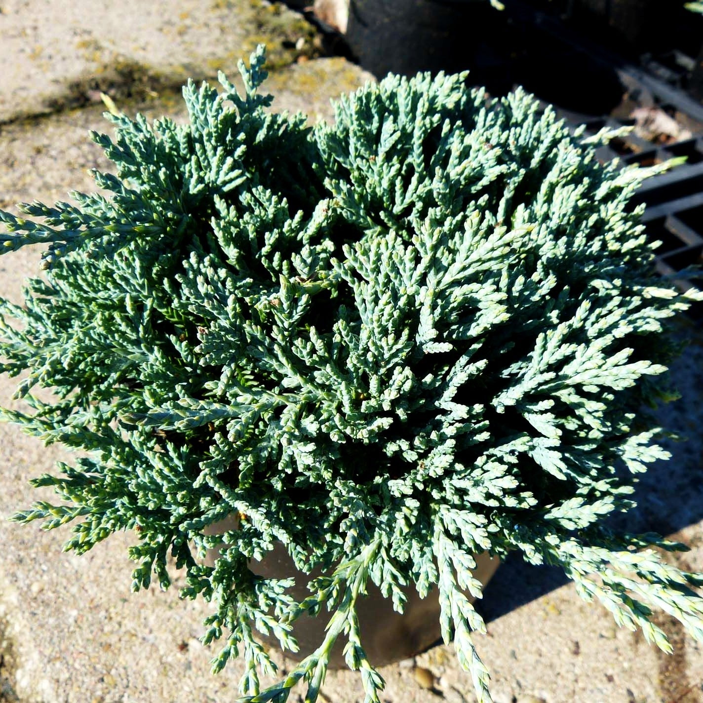Blauer Teppich-Wacholder 'Icee Blue' (Juniperus horizontalis)