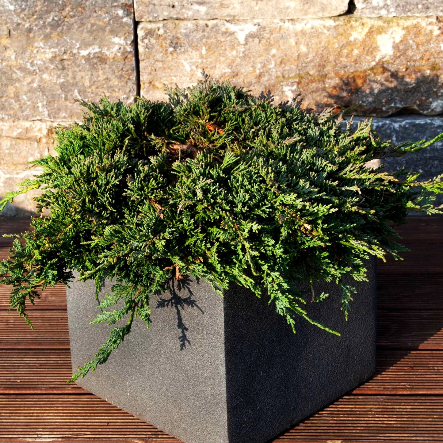 Blauer Teppich-Wacholder 'Icee Blue' (Juniperus horizontalis)