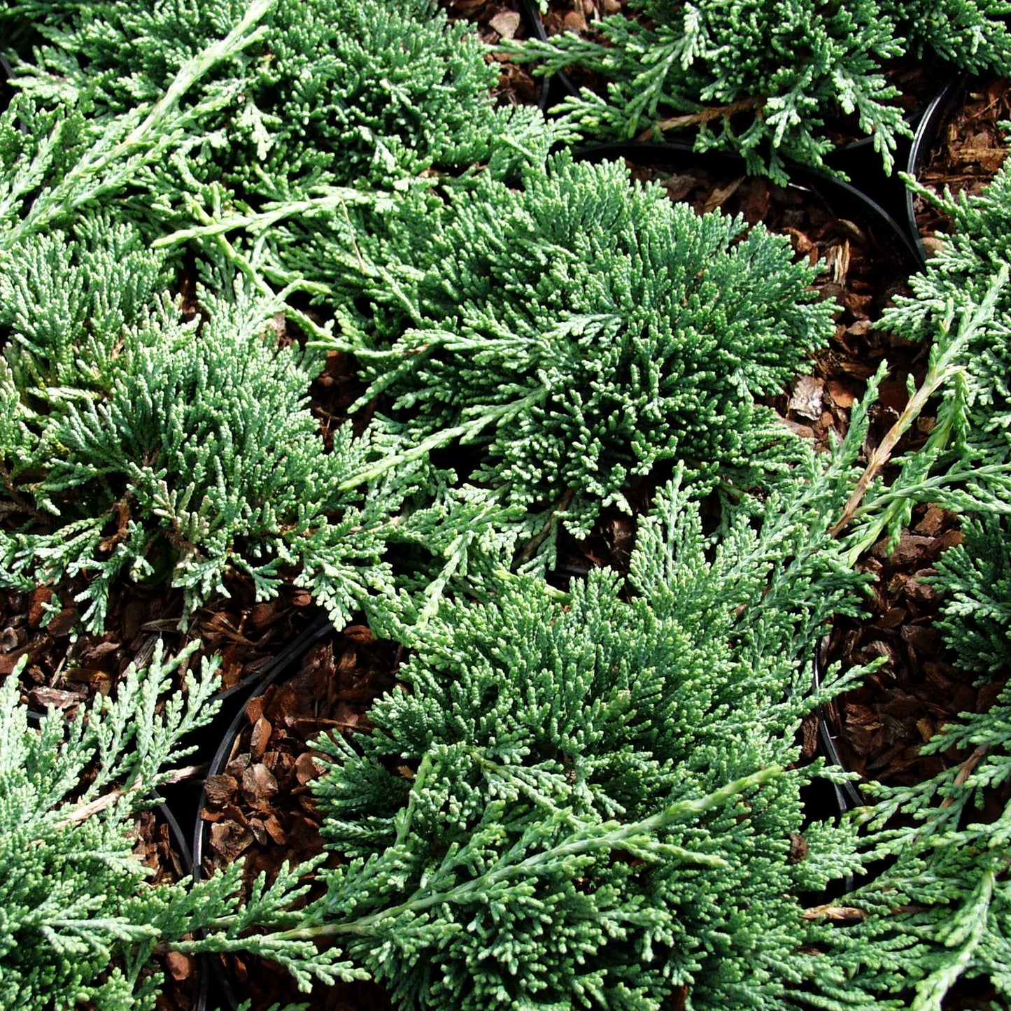 Blauer Teppich-Wacholder 'Icee Blue' (Juniperus horizontalis)