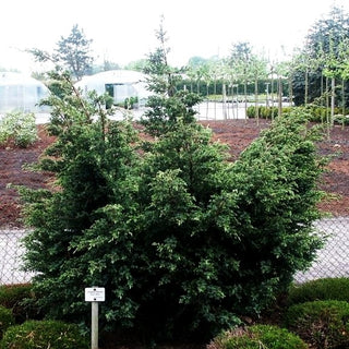 Blauer Wacholder 'Blue Alps' (Juniperus chin.)