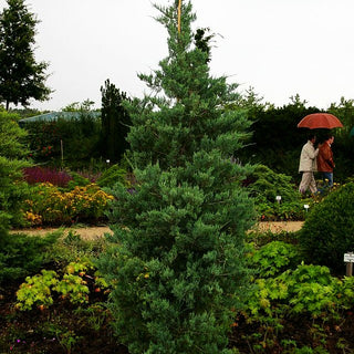 Blauer Zypessen-Wacholder 'Glauca' (Juniperus virginiana)