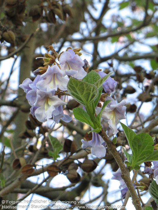 Blauglockenbaum (Paulownia tomentosa)