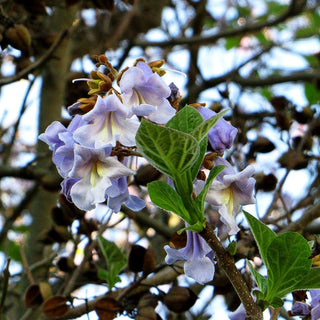 Blauglockenbaum (Paulownia tomentosa)