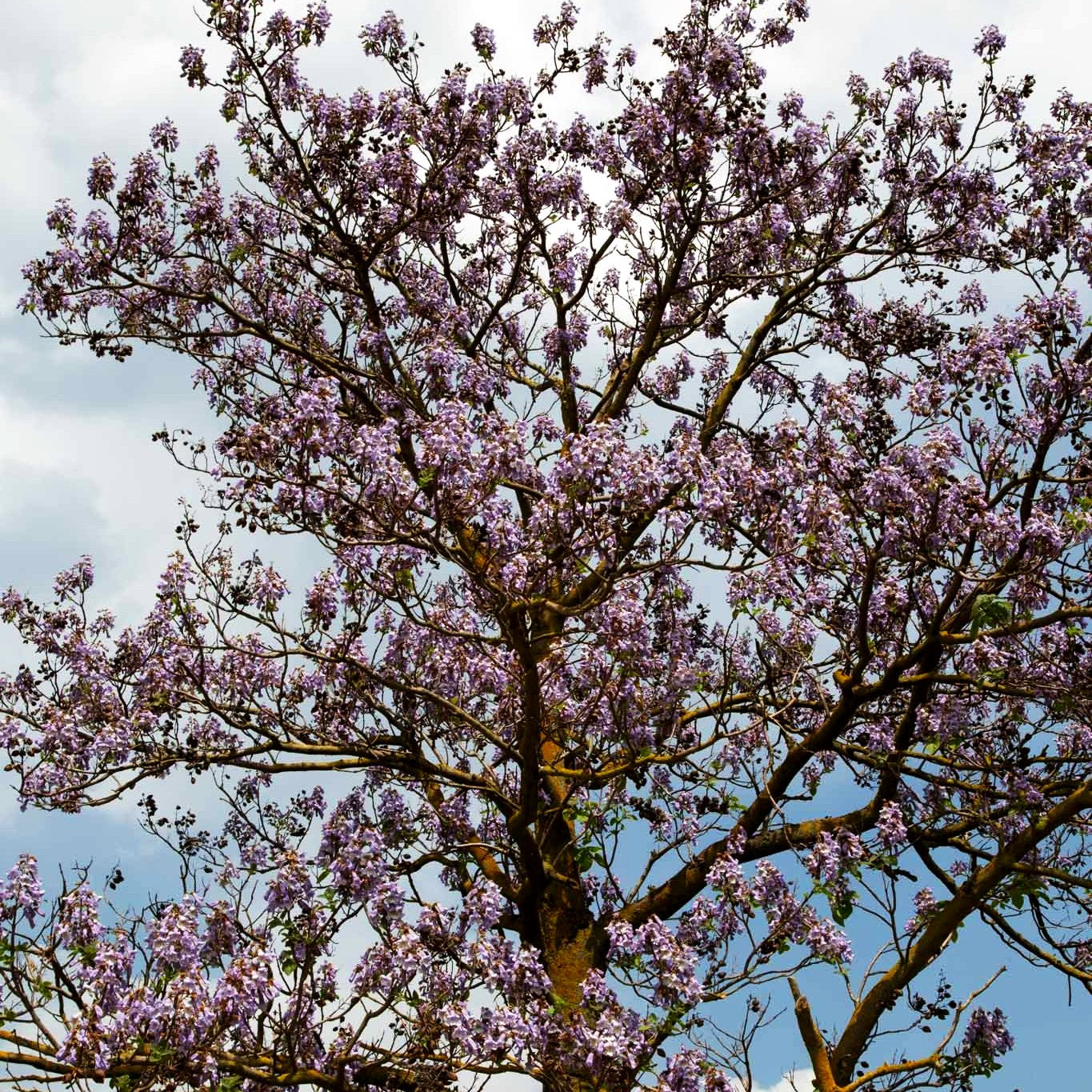 Blauglockenbaum (Paulownia tomentosa)