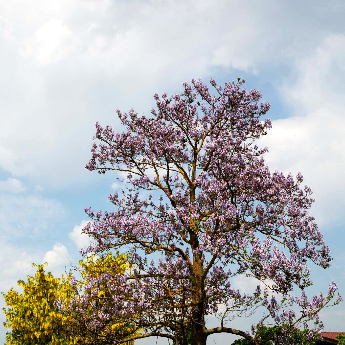 Blauglockenbaum (Paulownia tomentosa)