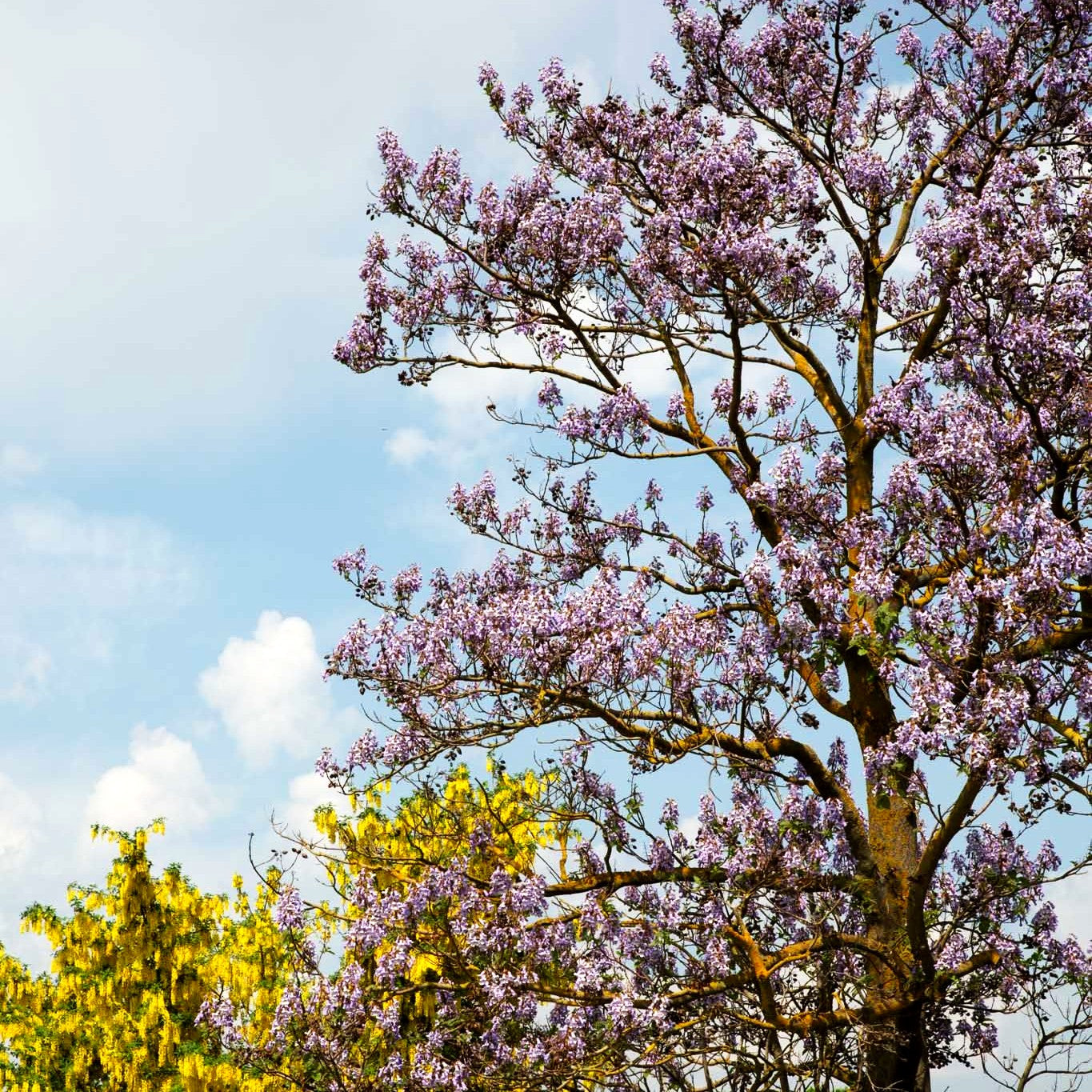 Blauglockenbaum (Paulownia tomentosa)