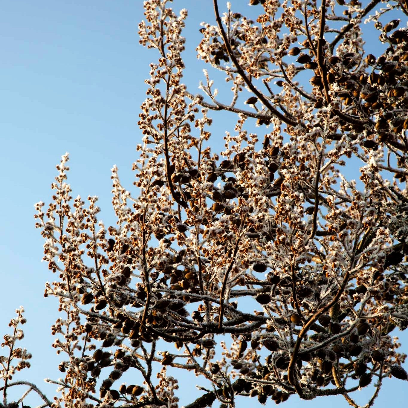 Blauglockenbaum (Paulownia tomentosa)